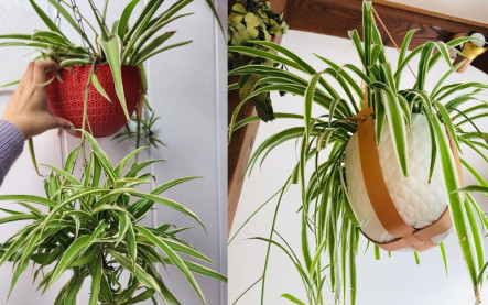 ako pestovať zelenec