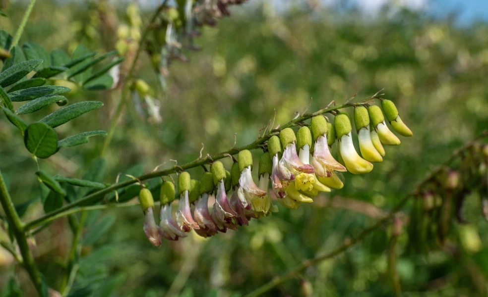 Astragalus účinky