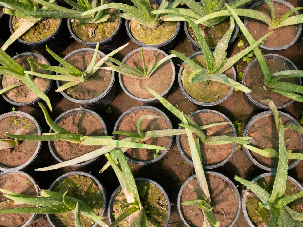 mladé rastliny Aloe vera
