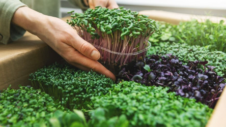 Mikrozelenina. Vypestujte si vitamíny na parapete