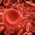 Erytrocyty alebo červené krvinky – na čo ich vlastne potrebujeme?