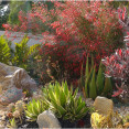 Xeriscaping: Ako vytvoriť krásnu záhradu bez častého zalievania