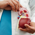 Transplantácia obličky: Ako prebieha zákrok a kto ju môže podstúpiť?