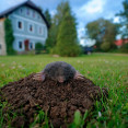 Ako sa zbaviť krtka vo vašej záhrade? Skúste naň tieto triky!