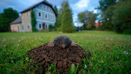 Ako sa zbaviť krtka vo vašej záhrade? Skúste naň tieto triky!