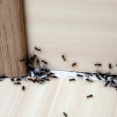 Našli ste si mravce v byte, dome či záhrade? Tu sú užitočné tipy, ako sa ich zbaviť