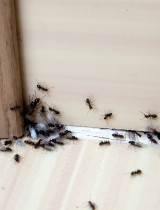 Našli ste si mravce v byte, dome či záhrade? Tu sú užitočné tipy, ako sa ich zbaviť