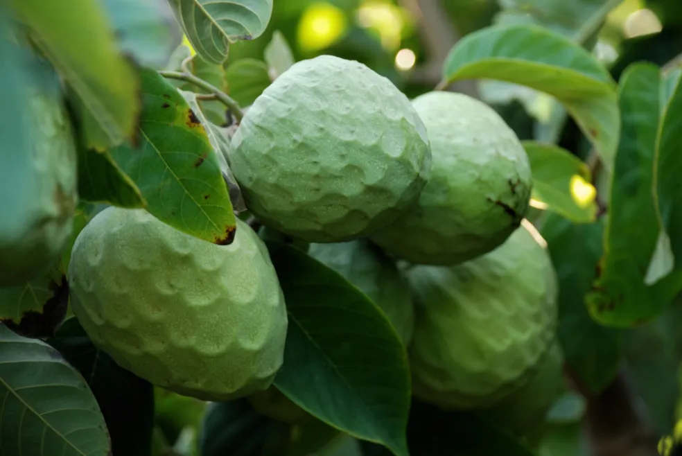 pestovanie cherimoye