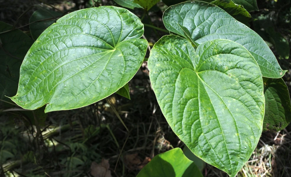 Kava kava