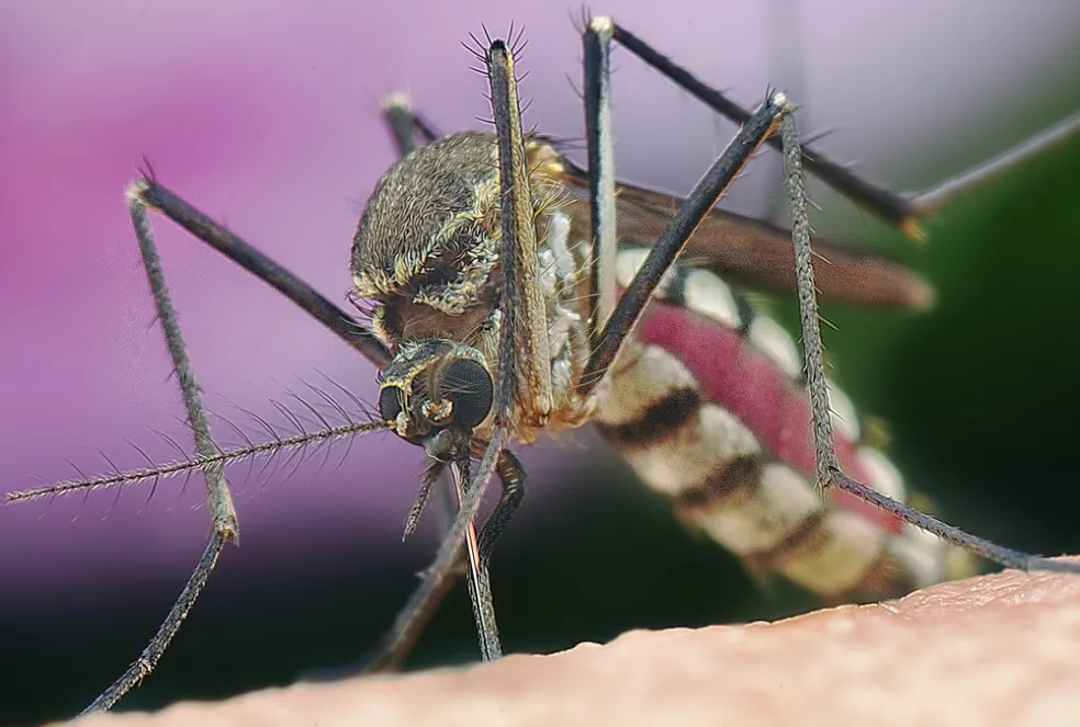 Prenos vírusu Dengue