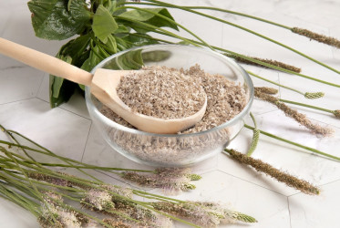 Psyllium – TOP pomocník proti zápche. Čo ďalšie dokáže?