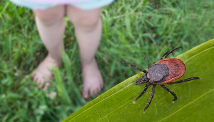 ÚVZ upozorňuje na iné spôsoby prenosu kliešťovej encefalitídy – nakaziť sa možno nielen od prisatého kliešťa!