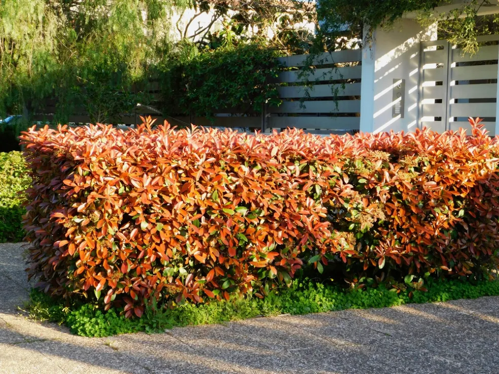 Červienka, Photinia