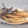 Cordyceps – vzácna tibetská huba, ktorej účinky musíte poznať!