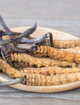 Cordyceps – vzácna tibetská huba, ktorej účinky musíte poznať!