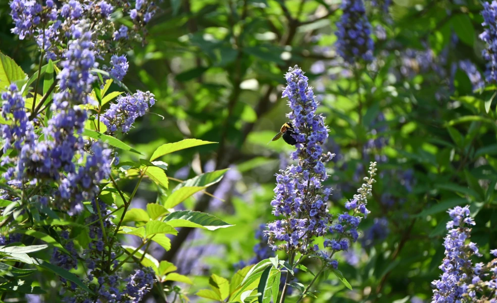 Vitex jahňací
