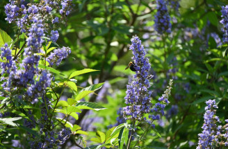 Vitex jahňací – najlepšia bylinky pre mladé i staršie ženy? Zistite, čo dokáže!
