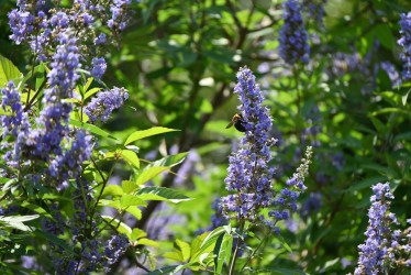 Vitex jahňací – najlepšia bylinky pre mladé i staršie ženy? Zistite, čo dokáže!