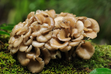 Čo dokáže liečivá huba maitake? Tancujúca huba je veľkým darom prírody!