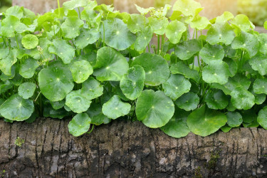 Poznáte bylinku gotu kola? Objavte účinky tohto ajurvédskeho liečiva!