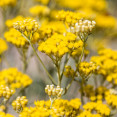 Helichrysum (slamienka) ako kvet večnej krásy: Ako nám prospieva?