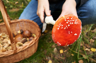 Otrava hubami – toto sú typické príznaky, neignorujte ich! Aká je prvá pomoc?