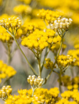 Helichrysum (slamienka) ako kvet večnej krásy: Ako nám prospieva?