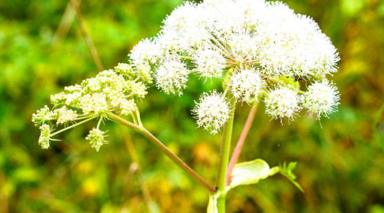 Angelika čínska – koreň ženského zdravia čínskej medicíny. Čo dokáže?
