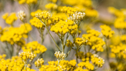 Helichrysum (slamienka) ako kvet večnej krásy: Ako nám prospieva?