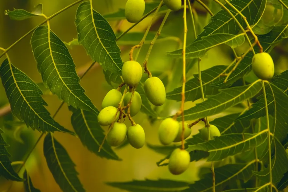 strom Azadirachta indica