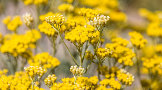 Helichrysum (slamienka) ako kvet večnej krásy: Ako nám prospieva?