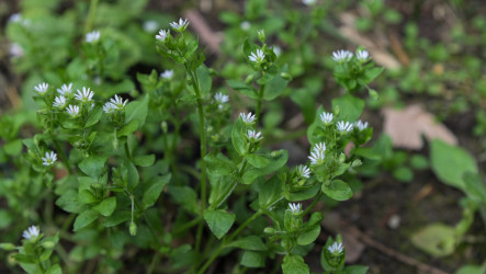 Osožná burina hviezdica prostredná – prečo ju volajú kuračka a aké má účinky?
