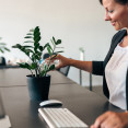 Hľadáte izbové rastliny vhodné do kancelárie? 9 tipov na izbovky, ktoré vylepšia pracovisko