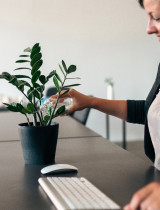 Hľadáte izbové rastliny vhodné do kancelárie? 9 tipov na izbovky, ktoré vylepšia pracovisko