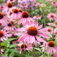 Echinacea purpurea – prírodný pomocník nielen pre imunitu. Aké sú jej účinky?