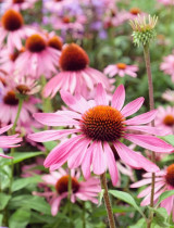 Echinacea purpurea – prírodný pomocník nielen pre imunitu. Aké sú jej účinky?