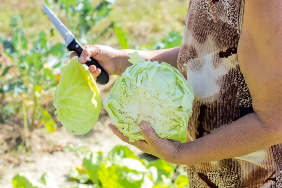 použitie kapustových listov