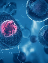 Čo sú kmeňové bunky? Pri ktorých ochoreniach sa uplatňuje liečba kmeňovými bunkami?