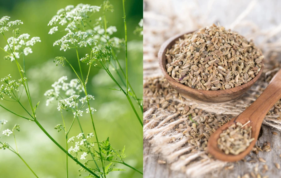 bedrovník anízový