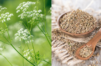 Bedrovník anízový či aníz – jeho fantastické účinky na zdravie musíte poznať!