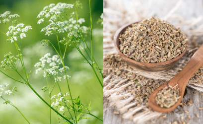 Bedrovník anízový či aníz – jeho fantastické účinky na zdravie musíte poznať!