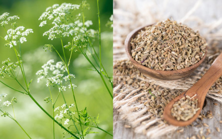 bedrovník anízový