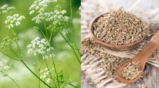 Bedrovník anízový či aníz – jeho fantastické účinky na zdravie musíte poznať!