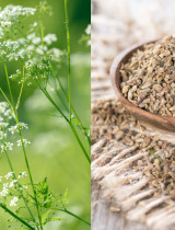 Bedrovník anízový či aníz – jeho fantastické účinky na zdravie musíte poznať!