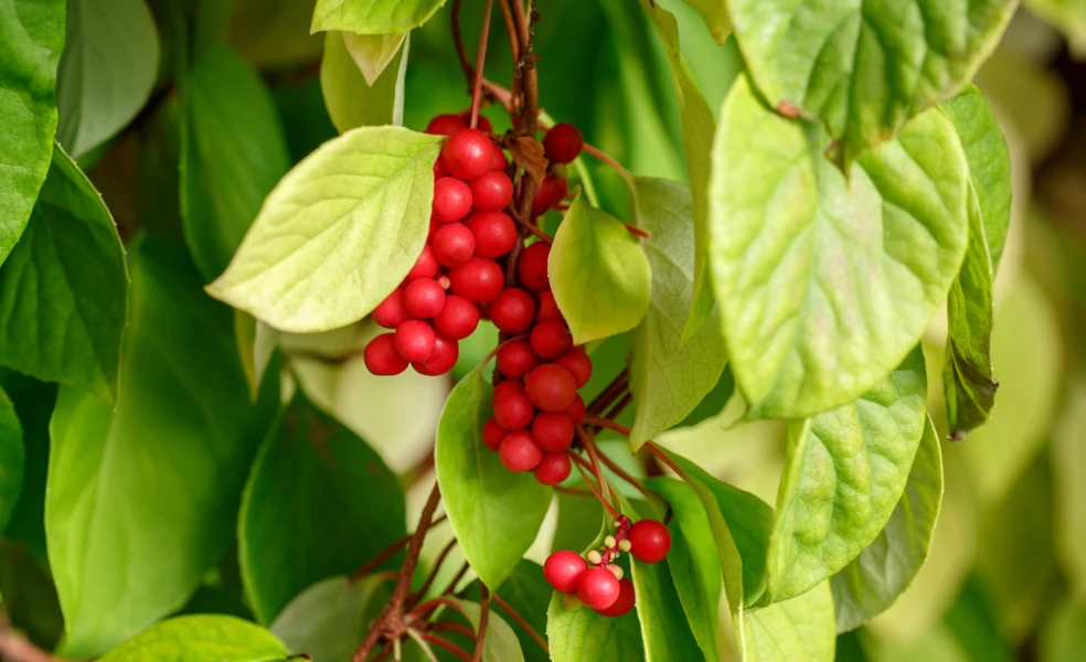 Schizandra čínska
