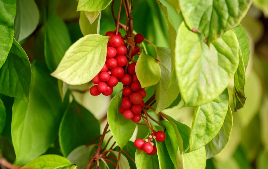 Schizandra čínska