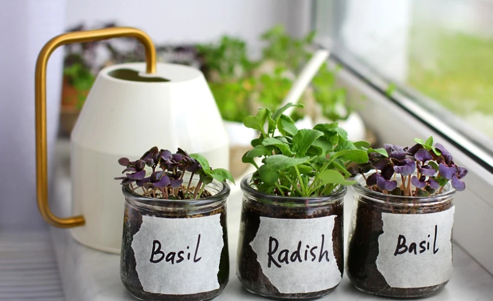 Zimná záhrada v kuchyni