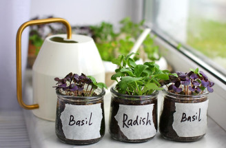 Zimná záhrada v kuchyni: Ktoré rastliny pestovať v zime doma?