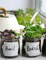 Zimná záhrada v kuchyni: Ktoré rastliny pestovať v zime doma?