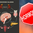 Hormóny v ľudskom tele: Ktoré by sme mali poznať a čo o nich vedieť?